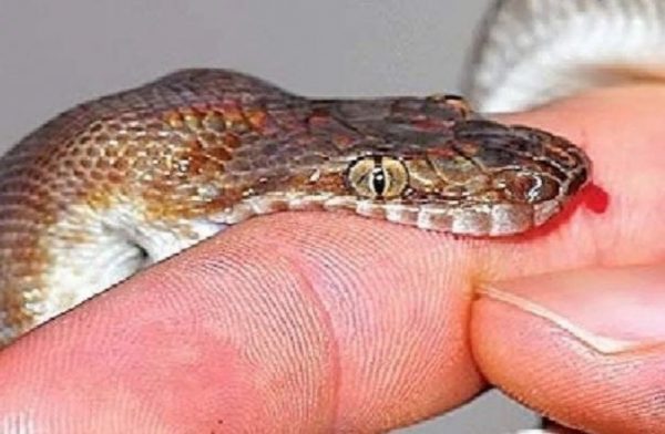 More than 60,000 snakebite patients receive treatment in a year