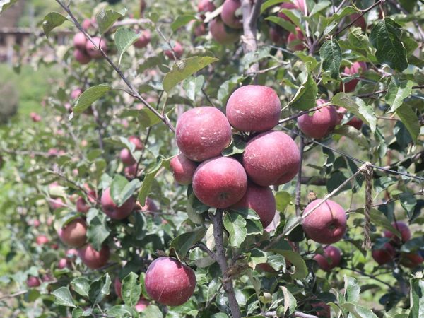 ‘Bajura’ apples replacing Indian ones in Far West