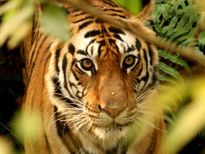 Tiger deaths on the rise in Chitwan National Park due to in-fighting and food scarcity