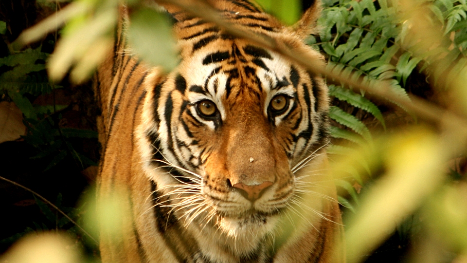 Bengal tiger  The National Trust for Nature Conservation (NTNC)