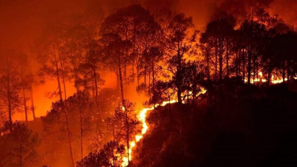 Wildfires destroy 1200 hectares of 47 community forests in Myagdi