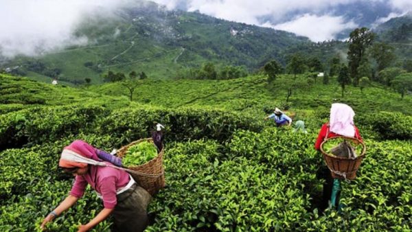 Nepali orthodox tea to go global with trademark