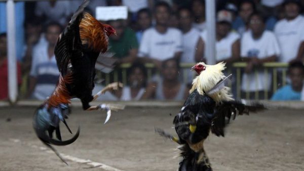 Fighting cock kills police officer during raid of illegal cockfight in Philippines