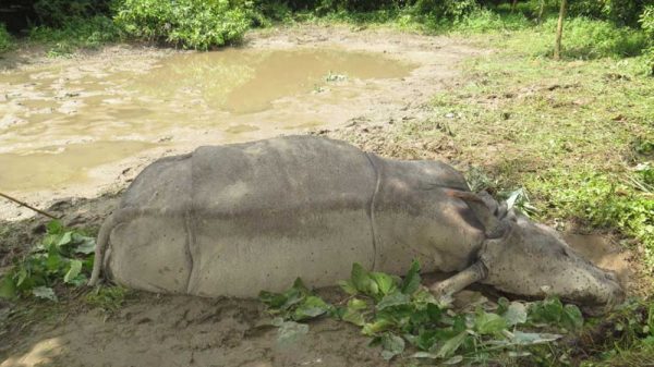 Rhino found decomposed in Chitwan, alarming 19 deaths this fiscal year