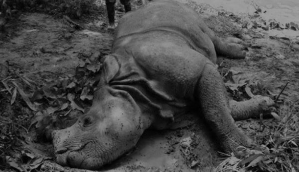 Two rhinos dead in a single day