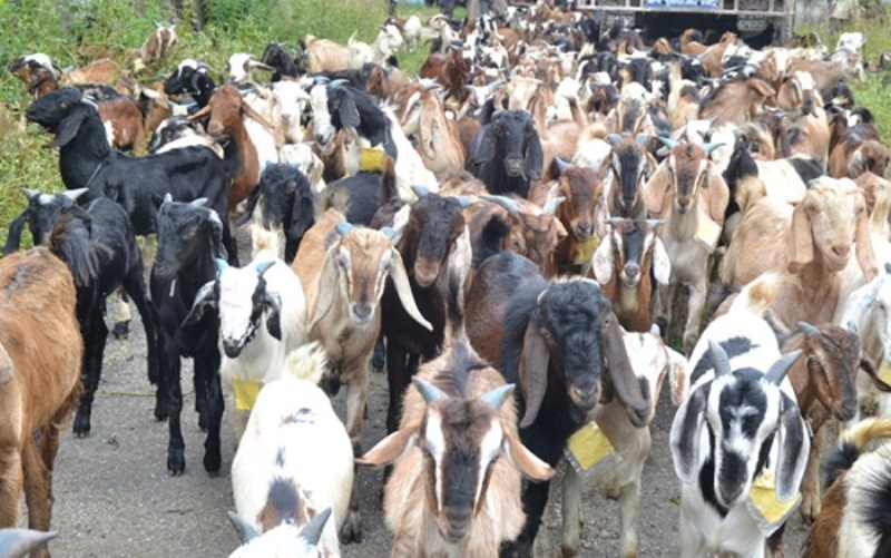 540 goats sold in a day