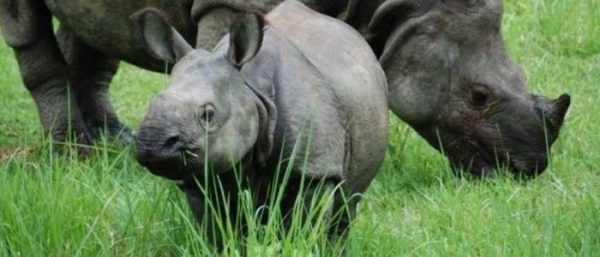 Study of Rhinos being carried out after natural death rate increases