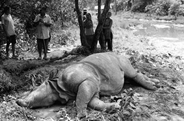 30 Rhinos dead in nine months