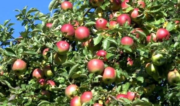 Helambu restoring the golden days of prized apples
