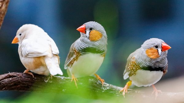 Noise, light pollution alter bird reproduction: study