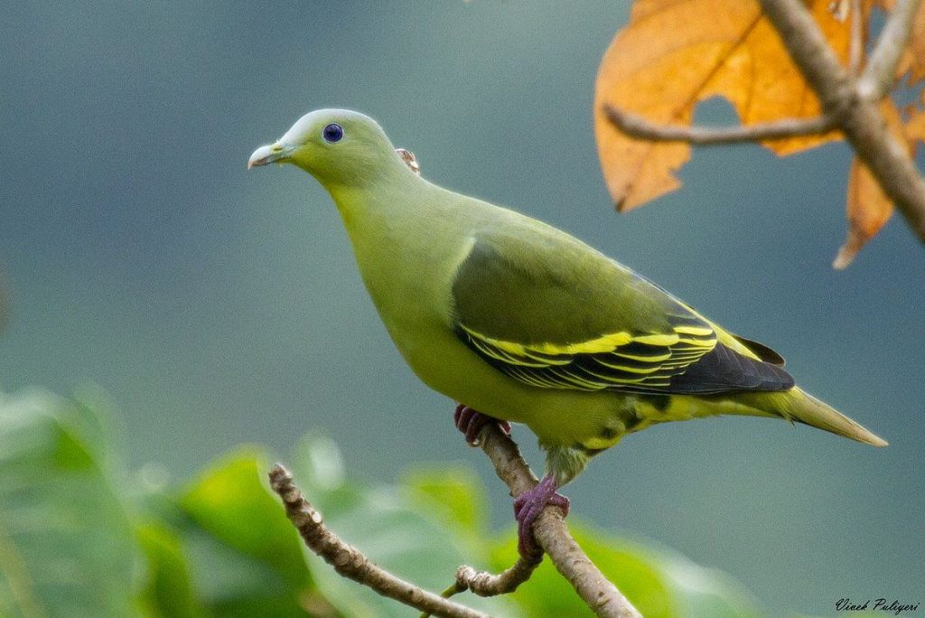 'Green pigeon' spotted in Jhapa - DCnepal