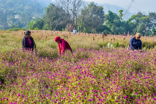 Marigold and globe amaranth spreading colors and smiles in Gundu (photo feature)