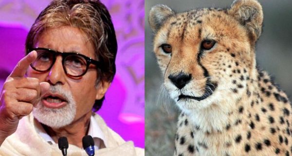 Bollywood actor Amitabh Bachchan remembers his encounter with a tiger