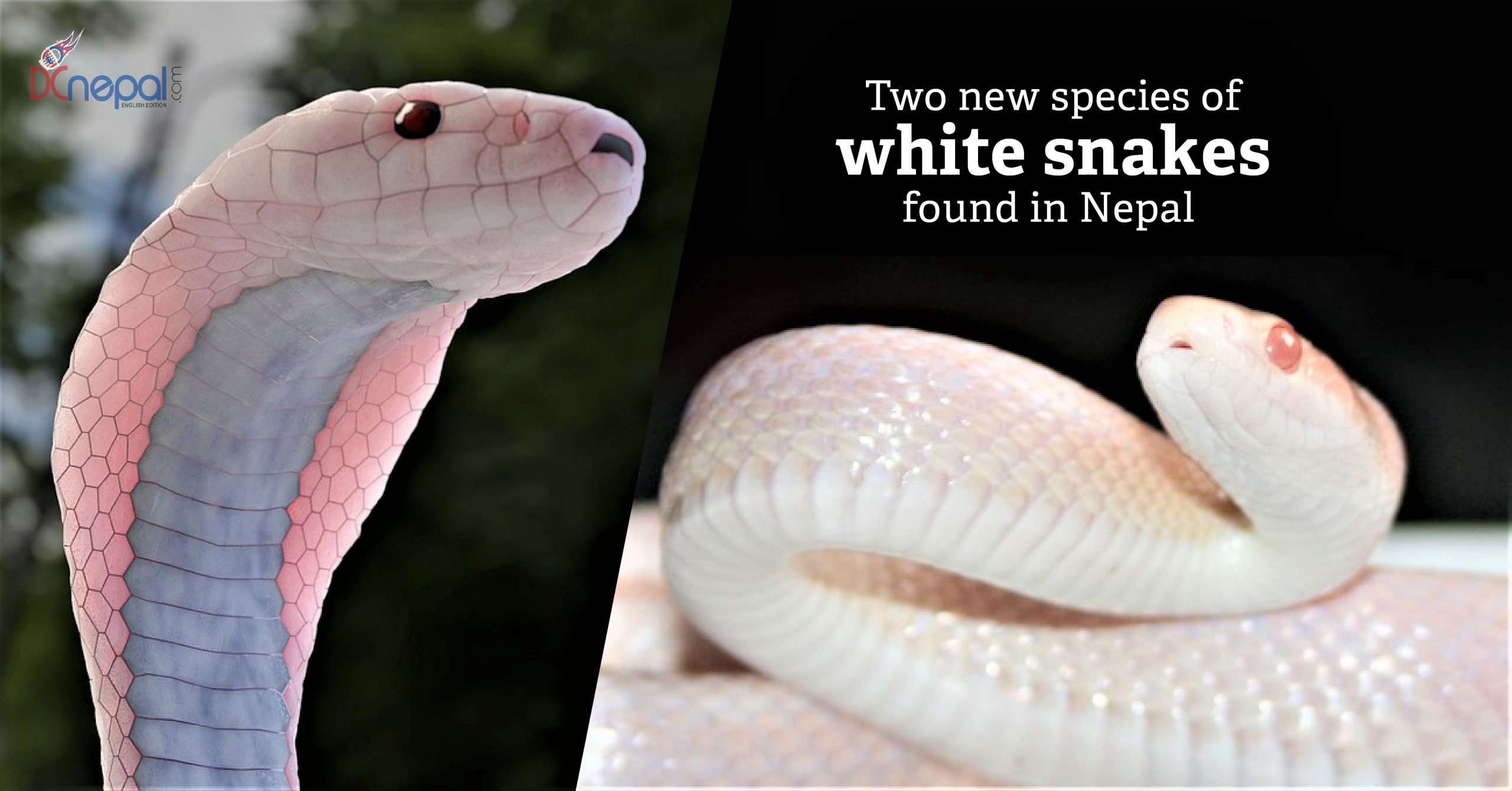 Two unique species of white snakes found in Nepal - DCnepal