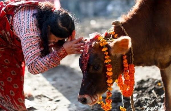 Gai Puja, Govardhan Puja and Mha Puja being observed today