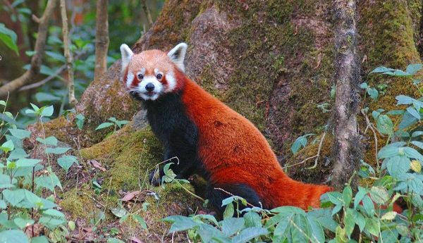 Four people arrested in Banke with red panda hide