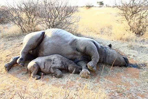 Rhinos found dead in Chitwan National Park