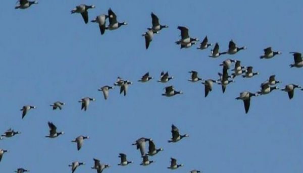 Number of migratory birds is increasing