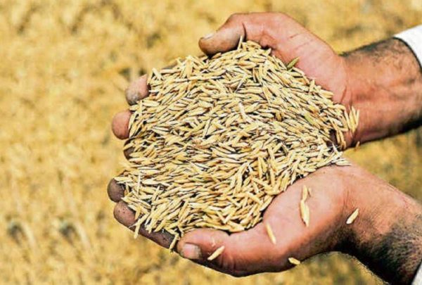 Rice Production Surges to 57.24 Lakh Metric Tons, Marking a 4.33% Increase: Ministry of Agriculture