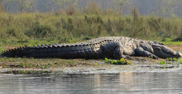 Crocodile Breeding Center in Chitwan in need of potent male crocodile