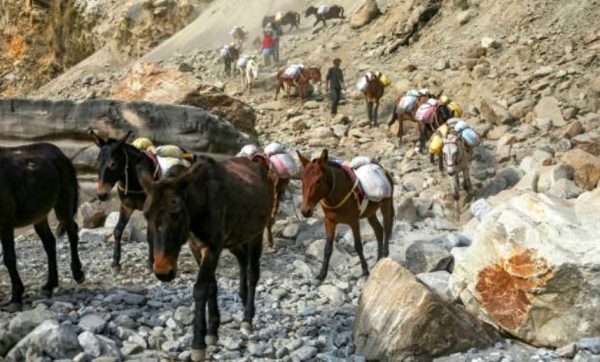 Upper Dolpa receiving rice grains after two years