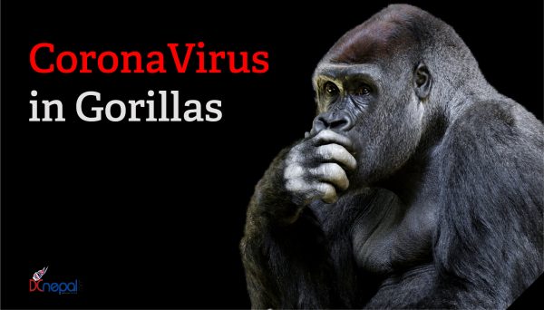 California zoo witnesses first known case of COVID-19 virus in apes