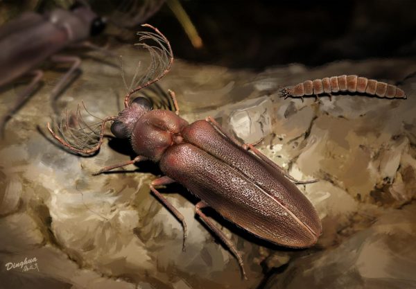 Scientists discover 99-million-year-old beetle that produced light with its abdomen