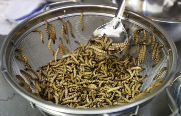 Cafe, croissant, worms? EU agency says worms safe to eat