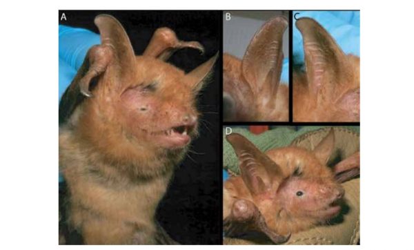 New species of bat discovered in Africa