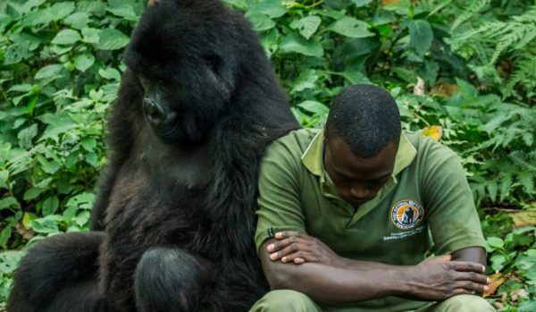 Gorilla rangers killed in DR Congo by armed guerrillas