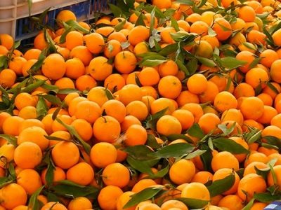 Embracing the Benefits of Oranges for a Healthy Lifestyle