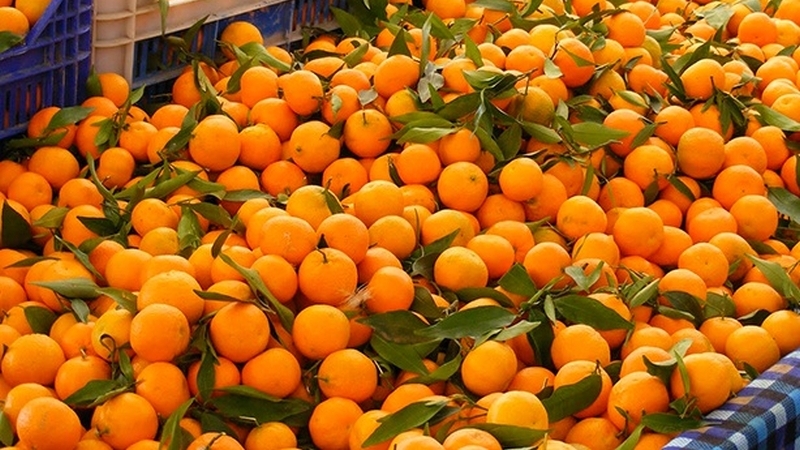 Sigana village of Baglung produces fifteen million oranges this year