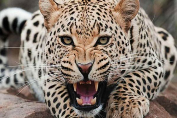 Leopard terrorizing village Captured