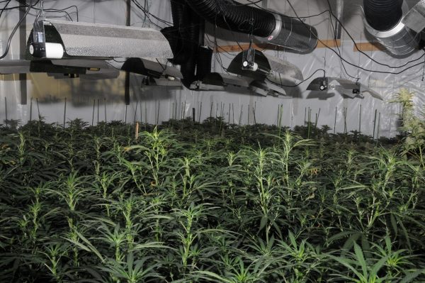 London Police destroys 826 weed plants from an indoor farm