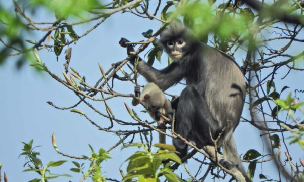 Discoveries of new species shows that earth is rich with biodiversity