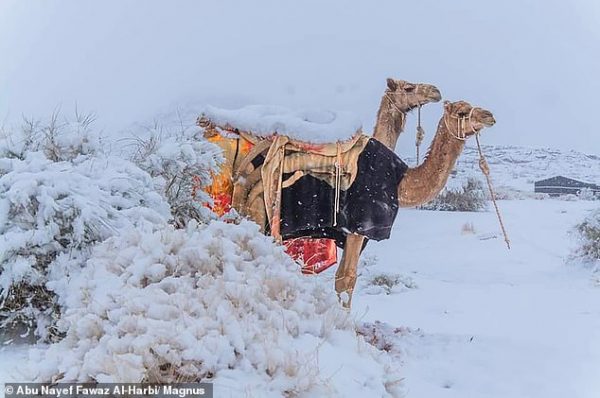 Snow in the Sahara and Saudi deserts (Photo Feature)