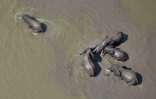 Satellite counts African elephants from Space