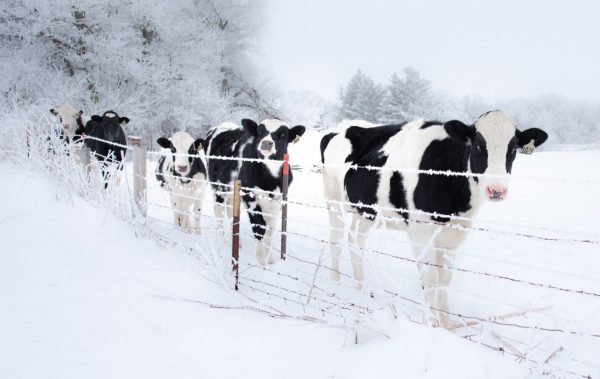 Calves’ ears falling off due to extreme winter in USA
