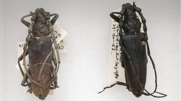 4,000-year-old beetle likely to return home due to global warming