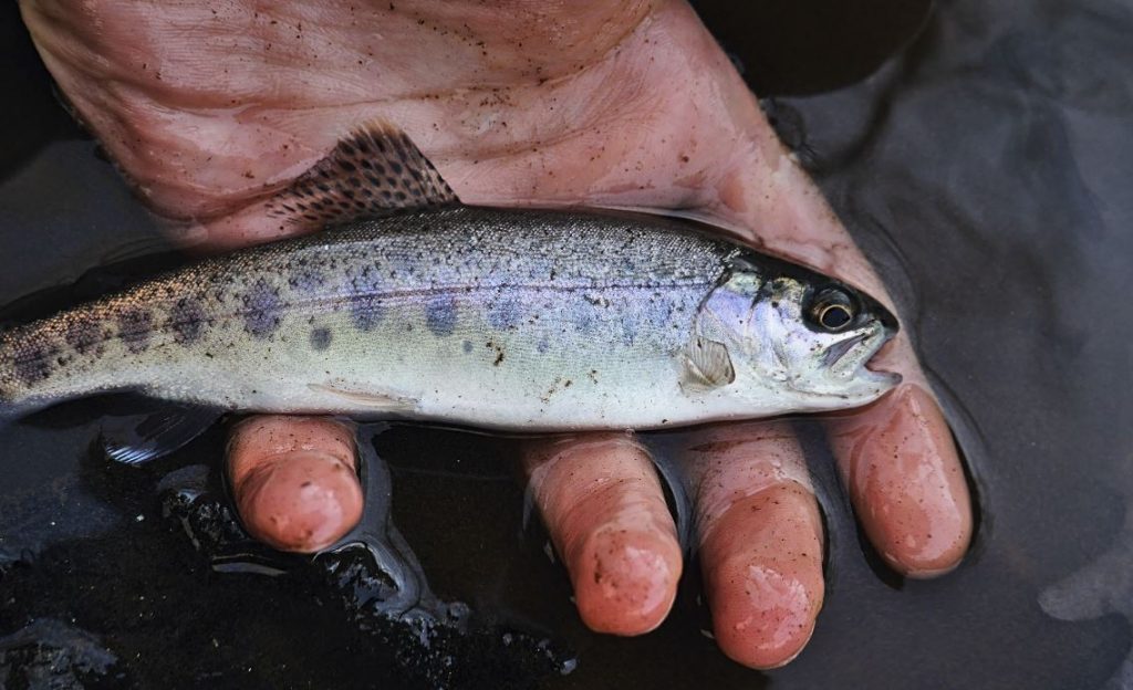 Human activity threatening various species of fresh water fish, scientists say