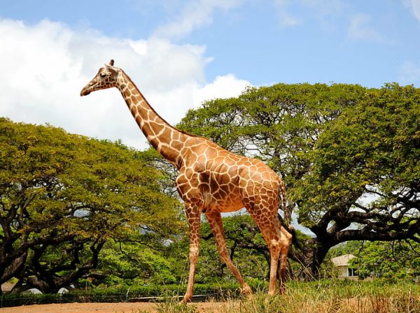 Mukesh Ambani plans to set up “World’s Largest Zoo” in India