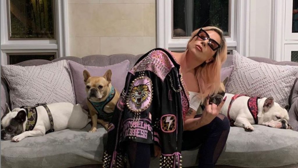 Lady Gaga’s dogs stolen from Hollywood; $5,00,000 reward for their return
