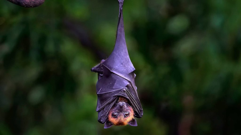 Covid-19 emerged due to Climate Change, scientists say