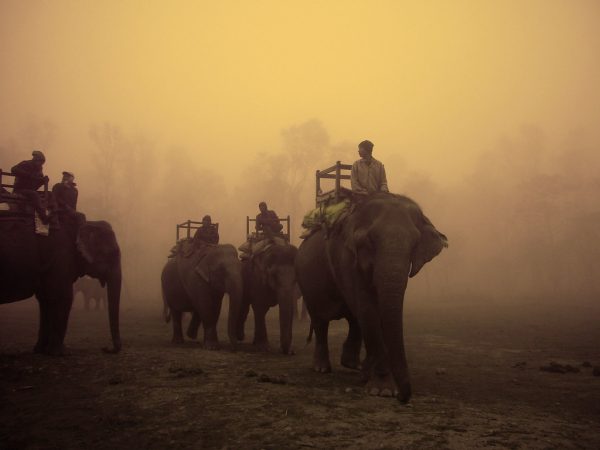 Elephants getting displaced from Chitwan National Park