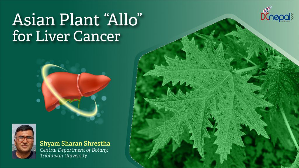 Asian Useful Plant Girardinia diversifolia (Allo) for HepatoCarcinoma