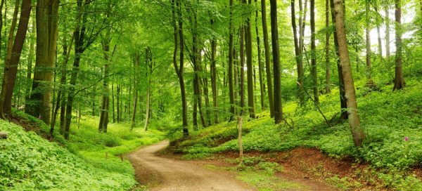 Forests the size of France naturally regrown around the world, study says