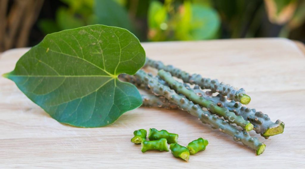 Medicinal “Gurjo” saplings planted along the Bagmati river bank