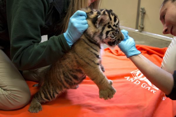 United States Zoo is vaccinating animals against COVID-19