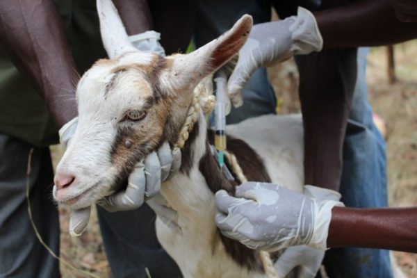 74 thousand goats vaccinated in Parsa