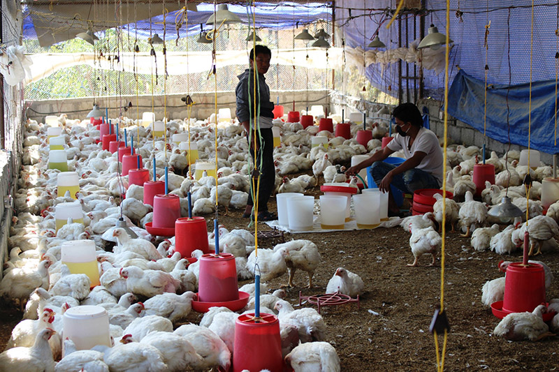 Poultry industry and Betel Nut farmers at risk due to illegal imports from India